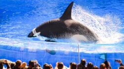 Viral Hoaks Bunuh Pelatih, Apakah Orca Bisa Memakan Manusia?