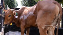 PT Timah Tbk Kembali Tebar Ratusan Ekor Sapi Kurban ke Wilayah Operasional, Meningkat dari Tahun Lalu