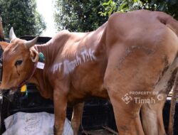 PT Timah Tbk Kembali Tebar Ratusan Ekor Sapi Kurban ke Wilayah Operasional, Meningkat dari Tahun Lalu