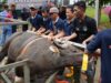 Semarak Idul Adha 1447 Hijriah, BP Batam Sembelih 33 Hewan Kurban Tingkatkan Kepedulian Sosial