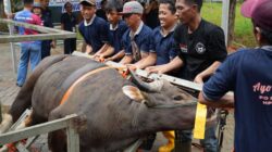 Semarak Idul Adha 1447 Hijriah, BP Batam Sembelih 33 Hewan Kurban Tingkatkan Kepedulian Sosial