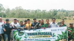 Kelompok Tani Binaan PT Timah Panen Perdana Nanas di Kundur, Bukti Potensi Pertanian Kundur