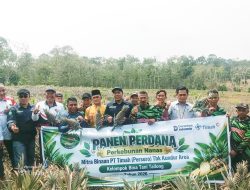 Kelompok Tani Binaan PT Timah Panen Perdana Nanas di Kundur, Bukti Potensi Pertanian Kundur